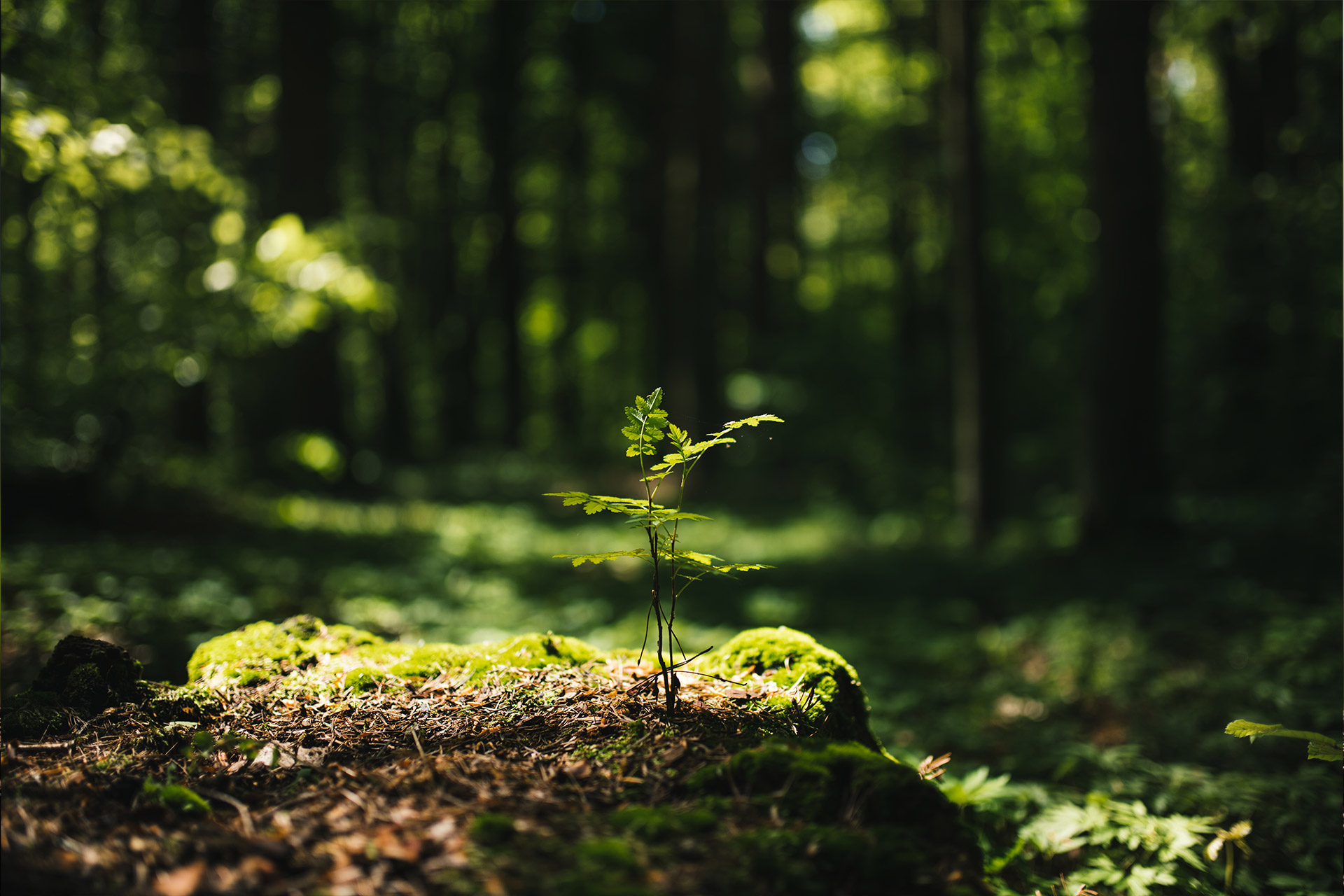Farn im Wald