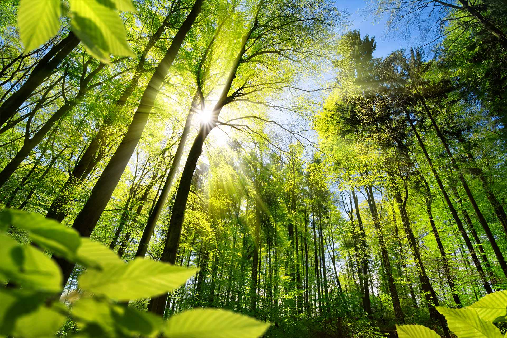 Licht scheint in eine Waldlichtung