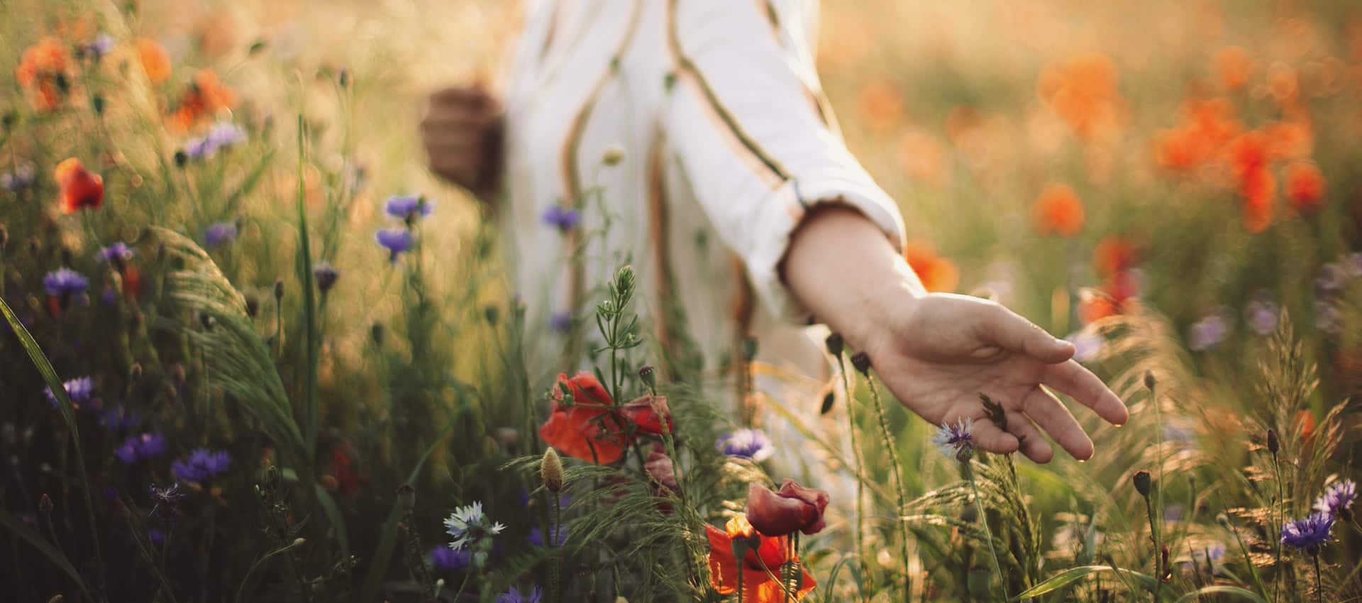 Frau streift durch ein Moonblumen Feld